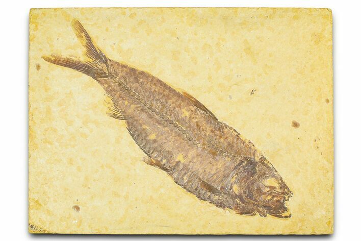 Detailed Fossil Fish (Knightia) - Wyoming #379454